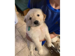 Щенки лабрадора, зарегистрированные в Кеннел-клубе