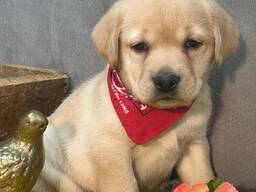 Labrador welpen zu verkaufen