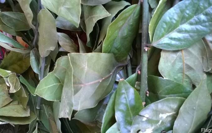 Лавровый лист