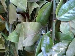 Лавровый лист