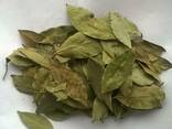 Лавровый лист - фото 2