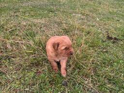 Lernen Sie diese entzückenden Golden-Retriever-Welpen kennen!