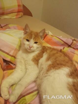 Liebevolle Katze „Asja“ sucht ein neues Zuhause