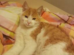 Liebevolle Katze „Asja“ sucht ein neues Zuhause