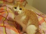 Liebevolle Katze „Asja“ sucht ein neues Zuhause - фото 2