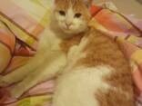 Liebevolle Katze „Asja“ sucht ein neues Zuhause - фото 3