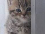 Лилия. Продаются котята - фото 1