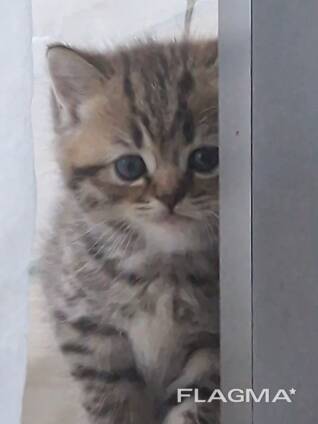 Лилия. Продаются котята