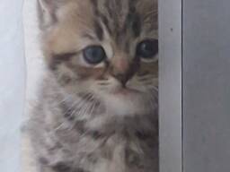 Лилия. Продаются котята