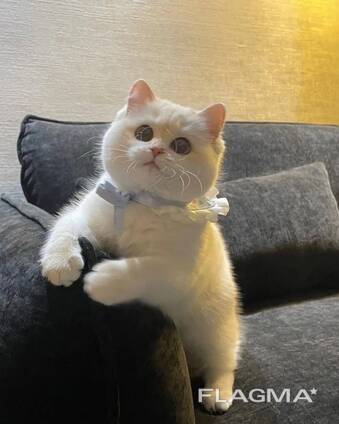 Lovely Ragdoll currently available for sale