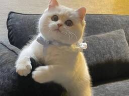 Lovely Ragdoll currently available for sale