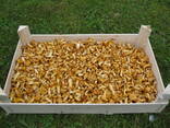LT Frische Pfifferlinge - photo 2