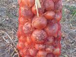 Onions from Uzbekistan - photo 2