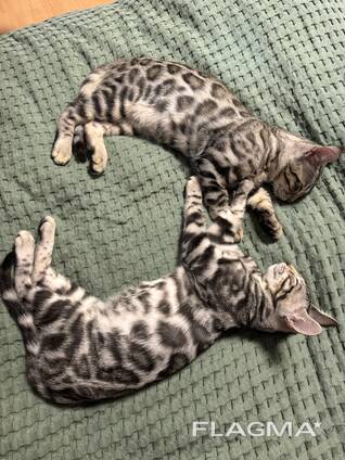 Luxuriöse Bengal-Kätzchen