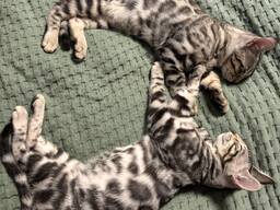 Luxuriöse Bengal-Kätzchen
