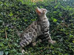 Luxuriöse Bengal-Kätzchen