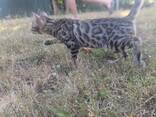Luxuriöse Bengal-Kätzchen - фото 4