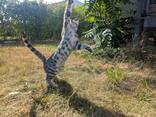 Luxuriöse Bengal-Kätzchen - фото 11