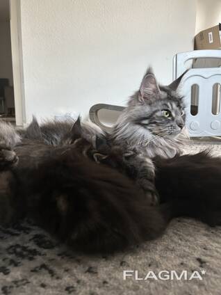 Main-Coon-Kätzchen in verschiedenen dunklen Fellfarben suchen ein liebevolles Zuhause