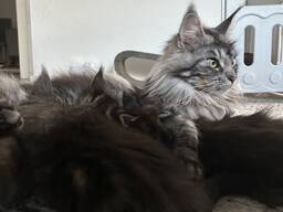 Main-Coon-Kätzchen in verschiedenen dunklen Fellfarben suchen ein liebevolles Zuhause