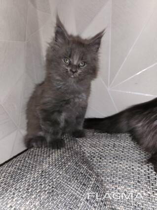 Maine-Coon Junge (06.06.2025g. d)