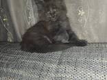 Maine-Coon Junge (06.06.2025g. d) - фото 3