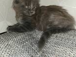 Maine-Coon Junge (06.06.2025g. d) - фото 5