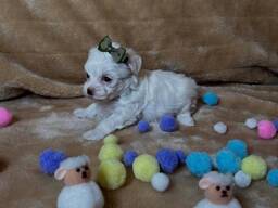 Malteserwelpen abzugeben