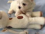 Malteserwelpen. - фото 1