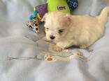 Malteserwelpen. - фото 3