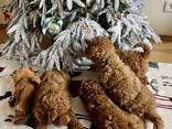 Maltipoo - фото 5