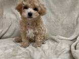 Щенки породистого мальтипу ищут любящий - фото 3