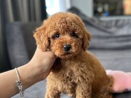 Wunderbare Maltipoo-Welpen