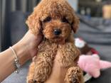 Wunderbare Maltipoo-Welpen - photo 2