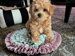 Maltipoo pentu