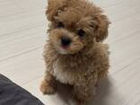 Maltipoo-Welpen - photo 1