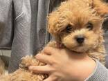 Maltipoo-Welpen - photo 2