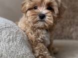 Wir werden Sie mit unserem wunderschönen Maltipoo - photo 2