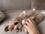 Wir werden Sie mit unserem wunderschönen Maltipoo - photo 1