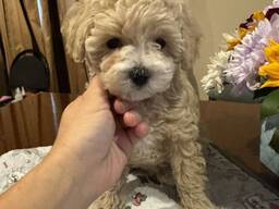 Мальтипу Ф1 мальчик