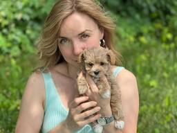 Мальтипу мальчики и девочки