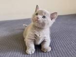 Munchkin - фото 1