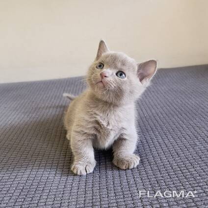 Munchkin