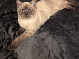 Männliche Britisch Kurzhaarkatze, paarende Katzen