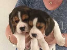 Männliche und weibliche Beagle Welpen