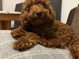 Männlicher Hund Maltipu