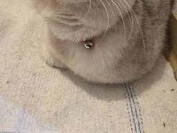 Männlicher schottischer Straight-Kater, unkastriert, 1 Jahr und 2 Monate alt.