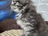 Einzigartige Maine-Coon-Mix-Kätzchen suchen ein liebevolles Zuhause! - photo 1