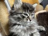 Милые котята ищут любящий дом! - photo 1