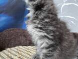 Милые котята ищут любящий дом! - photo 2